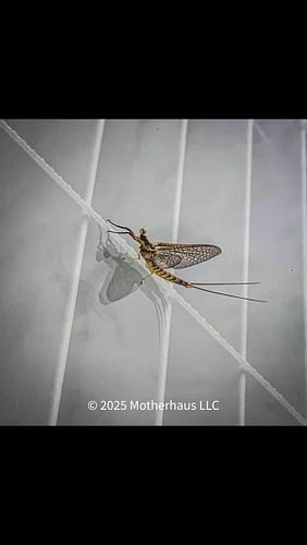 Mayflies are known for their short adult lifespan, which has led to them being used as a literary symbol for the fleeting nat...