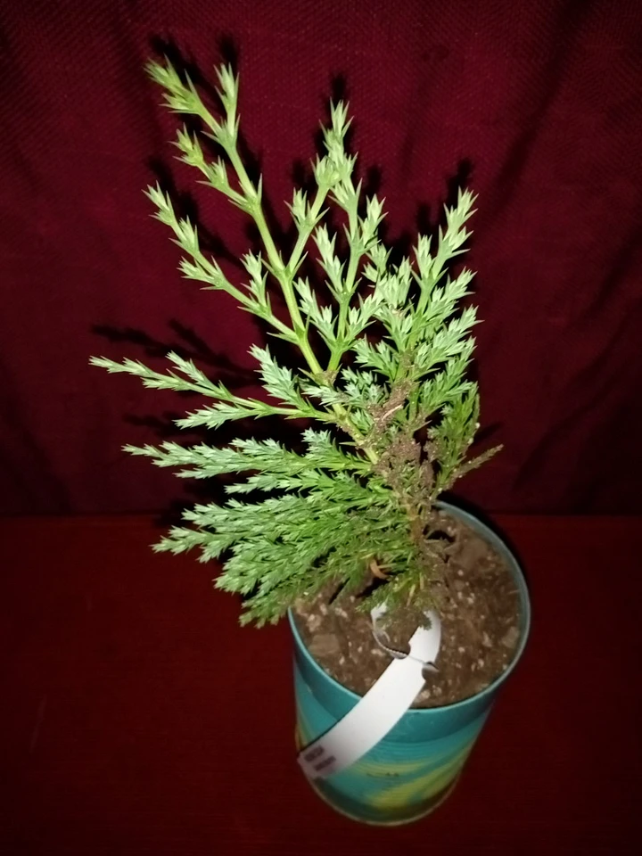 Incense Cedar (Calocedrus Decurrens) product image (1)