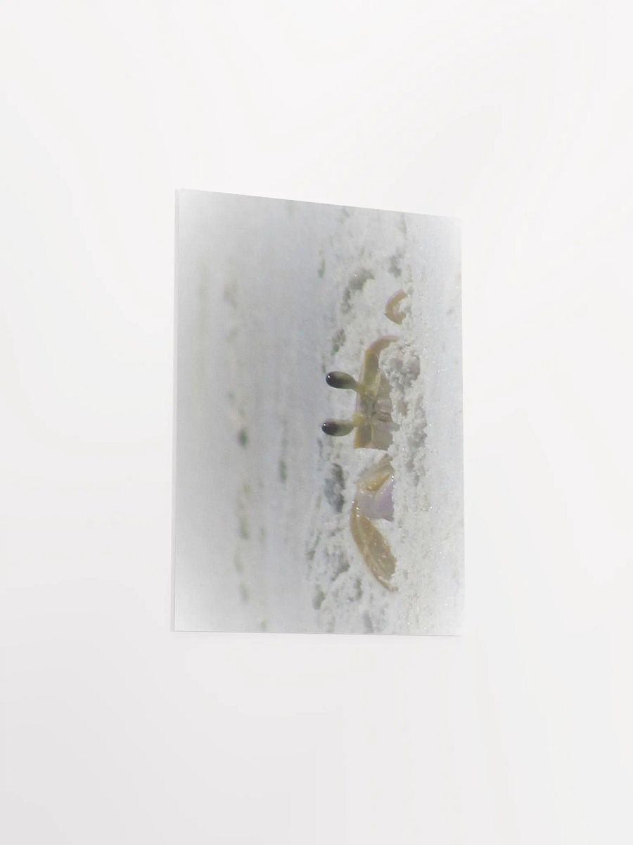 Beach Crab product image (19)