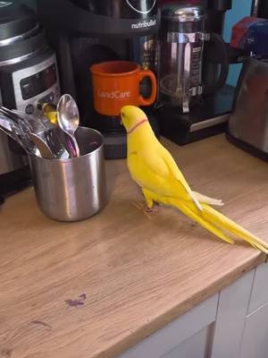 loves the smell of a fresh cup of coffee as much as I do. #indianredneckparrot #coffee #sunshine 