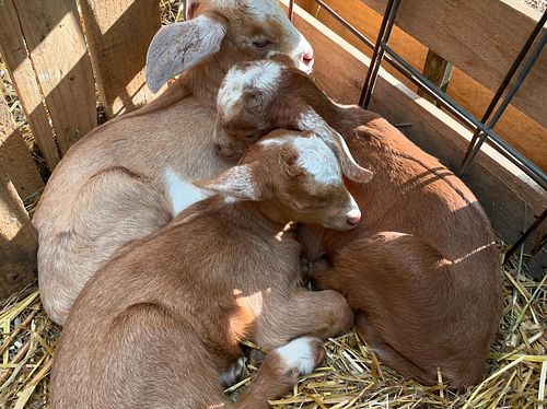 More goats! Spring is grand!