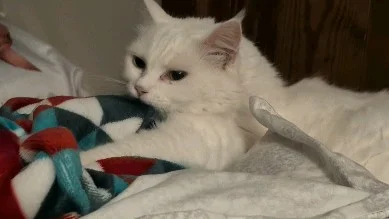 Happy biscuits 💜 #cats #catsofinstagram #chaosgremlinkya