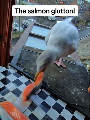 Absolutely mental for the salmon our Steven is 🥹🍣 #fyp #foryou #seagull #feedingsteven #salmon