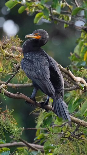 Double-crested cormorant of Florida

#birdingparadise #floridian #birdphotography #floridianhq #floridabirdlover