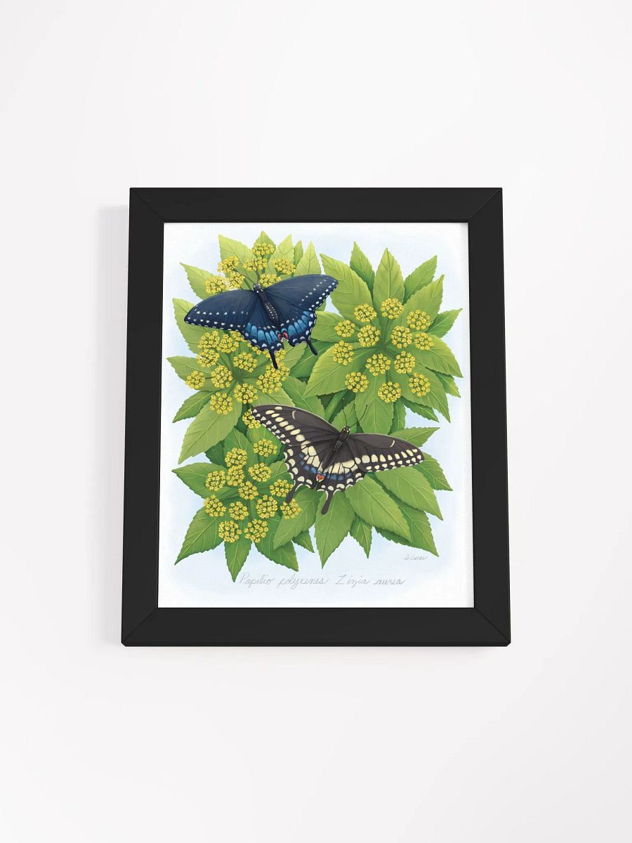 Black Swallowtails product image (8)