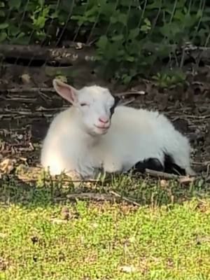 Lil'47 Says it all💕 #spazticgoat #babygoats #cuteness #goatlover