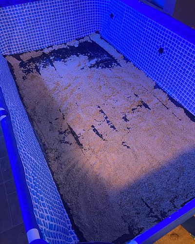 Then I started to add the sand. Next is add some water and build a filter. Stay tuned for daily updates. #rattdoggschannels