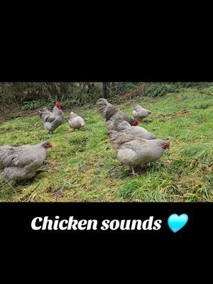 The chickens are finally free again after being iced in and they can't wait to talk to you about it~ #chickens #chickenvideo #freerangechickens #chickensoutside #lavenderchickens #lavenderorpingtons #lavenderorpingtonchicken #lavenderorpingtonvideos #backyardchickens #freerange #livestock #barnyardchickens #asmrsounds #chickennoises #chickensounds #washingtonstate #pnwonderland #pnwlife 