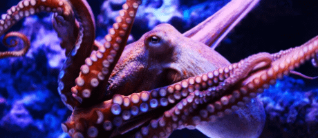 Epic Octopus