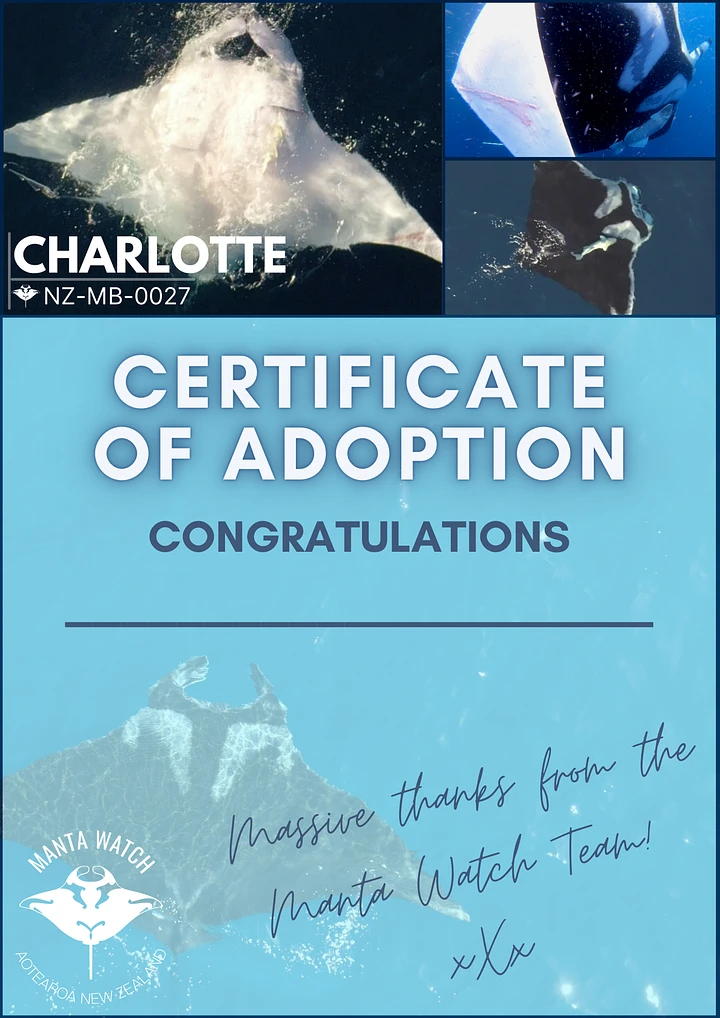 Charlotte - Adopt A Manta Pack product image (1)
