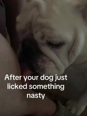 #bulldogs #bulldog #puppy 