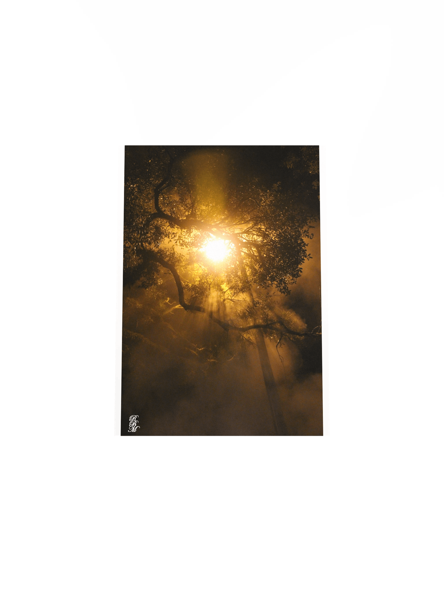 Light through Tree Branches product image (24)