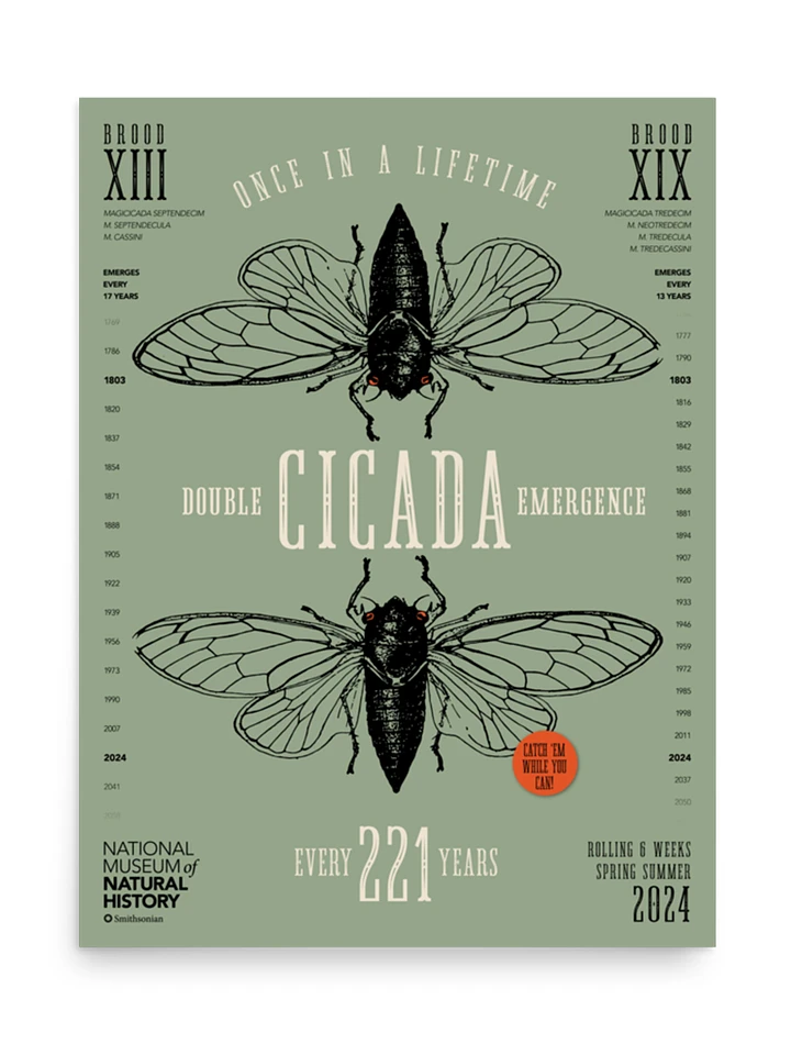 Double Cicada Scientific Illustration Poster product image (2)