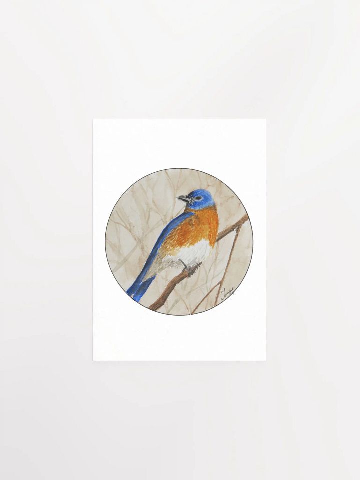 Eastern Bluebird print product image (1)