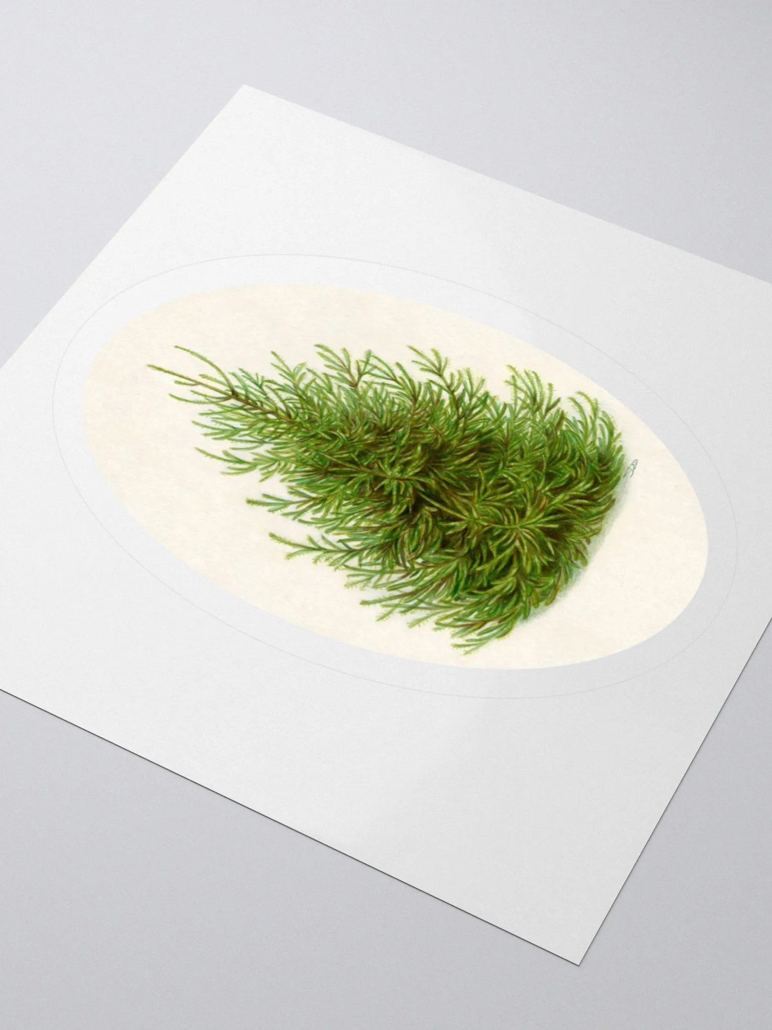 Norway spruce (Picea abies) illustration sticker product image (1)