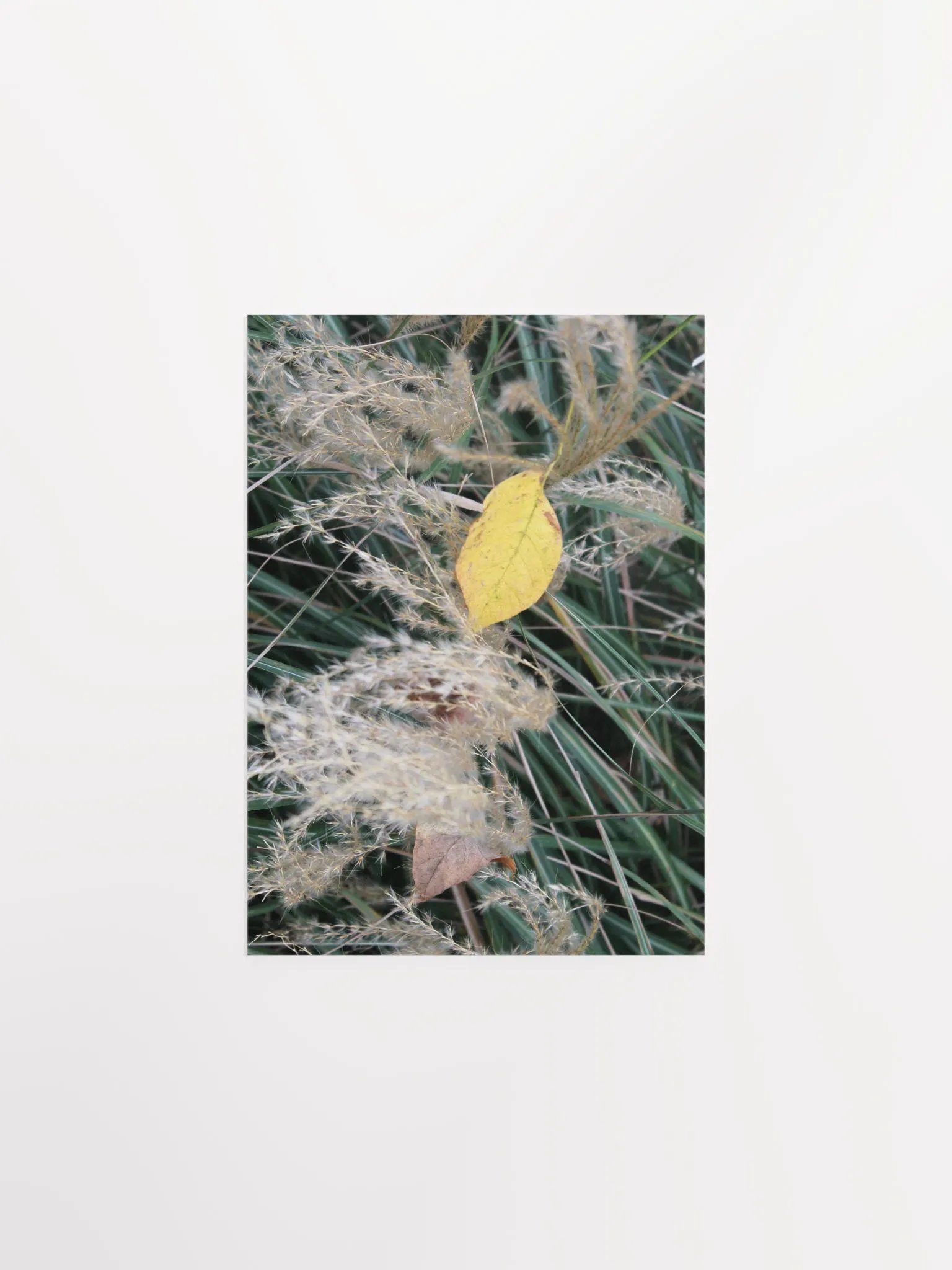 A Study in Flowers 11 product image (1)