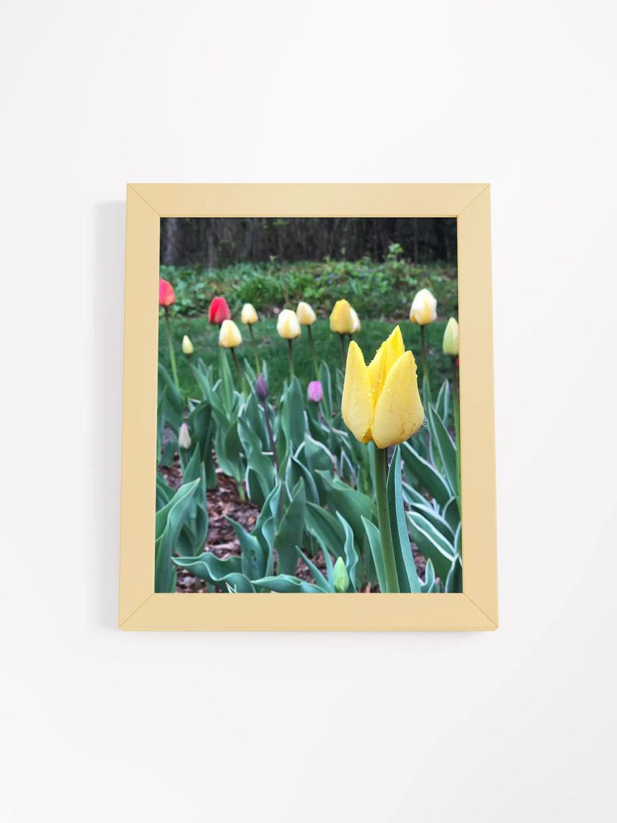 Tulips in the Rain High Quality Matte Poster product image (1)