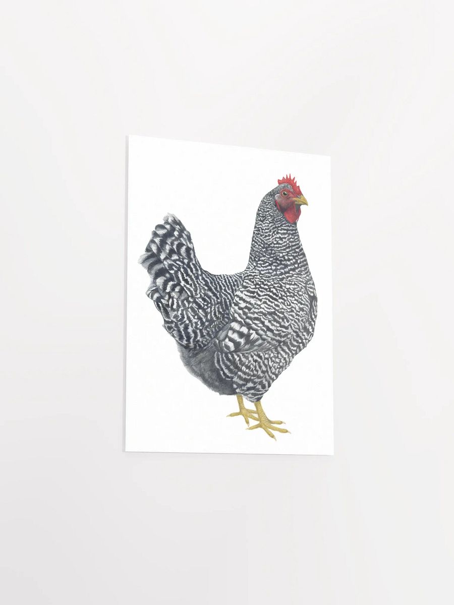 Plymouth Rock Chicken print product image (3)