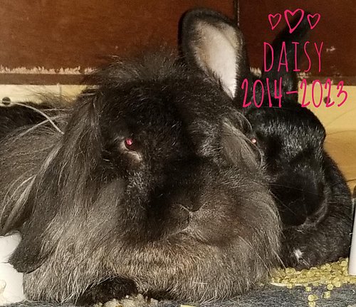 🌈 Our sweet Daisy crossed the rainbow bridge last night - at home, surrounded by her parents and bonded husbun. 🌈

She brough...
