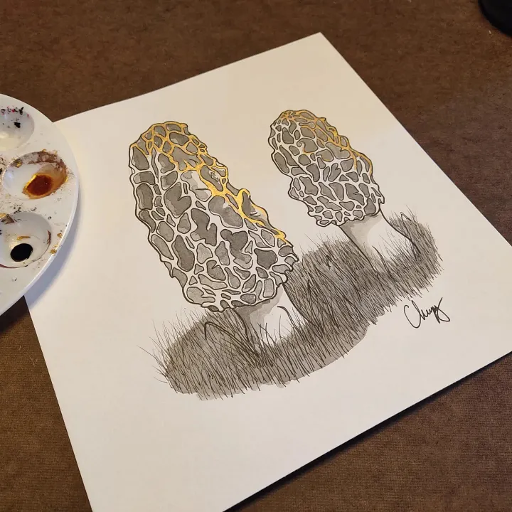 Morels - Original Drawing product image (1)