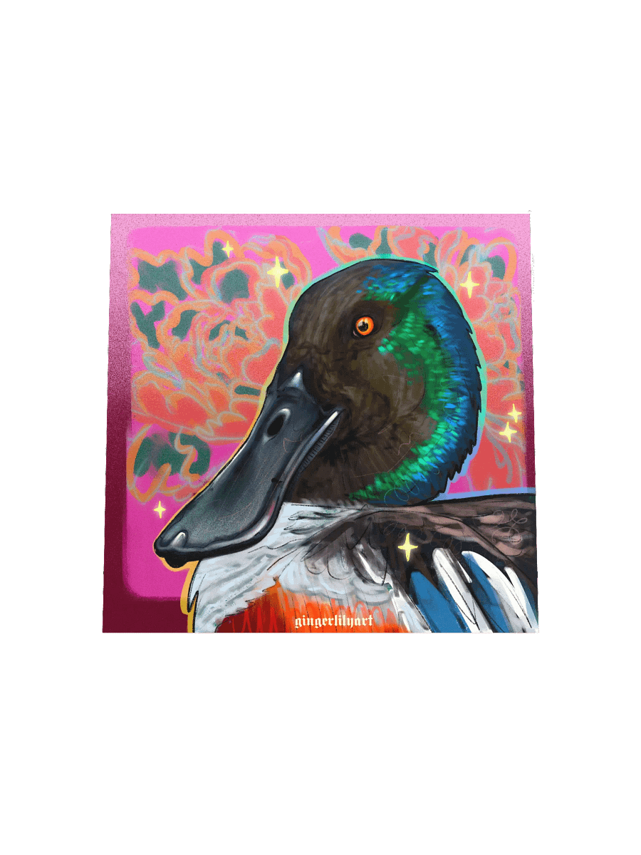 northern shoveler duck product image (8)