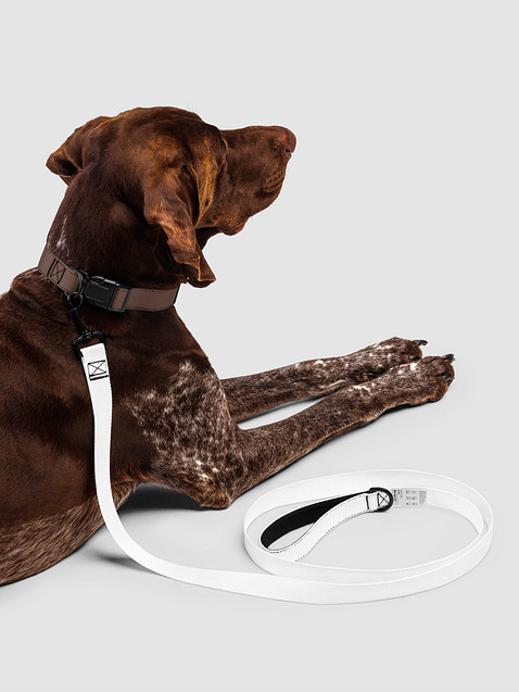 Photo showing Pet Leash