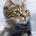 CaptainCats42