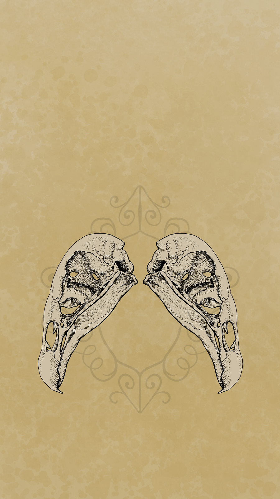 Turkey Vulture Skull Iphone Wallpaper product image (1)