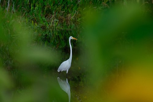 Hidden in the calm - a Great Egret stands still, reflecting Florida’s quiet beauty.
Sometimes the best shots are the ones you...