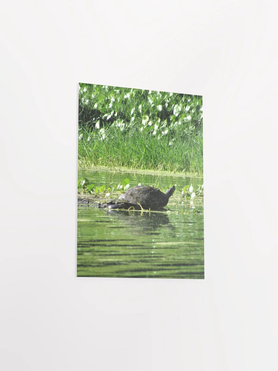 Turtle / FL product image (30)