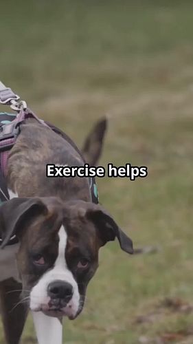 Discover how exercise can transform your dog's life! 🐕 Regular activity keeps them fit, boosts their mood, and enhances socia...