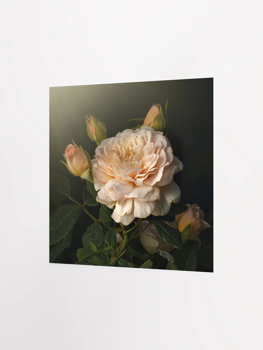 Blush Double Daylilies product image (3)