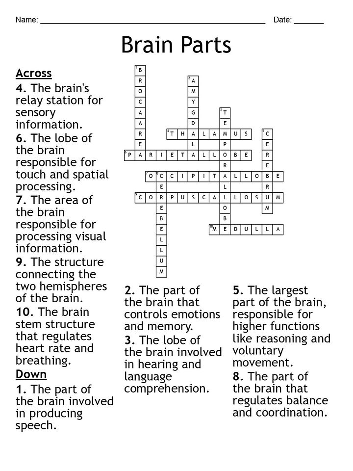 Brain Parts Crossword Puzzle: Fun and Interactive Neuroscience Activity product image (2)