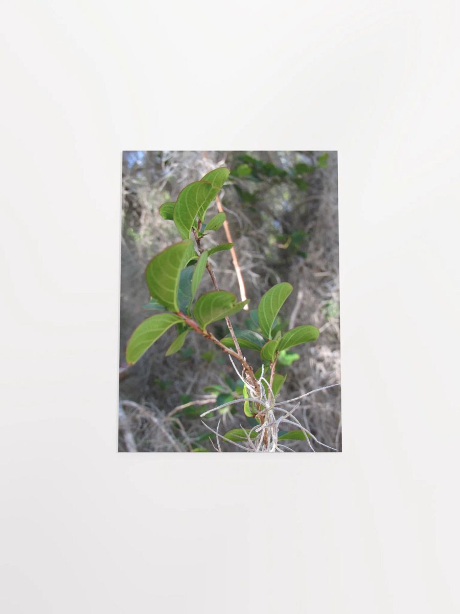 Southern Moss product image (43)