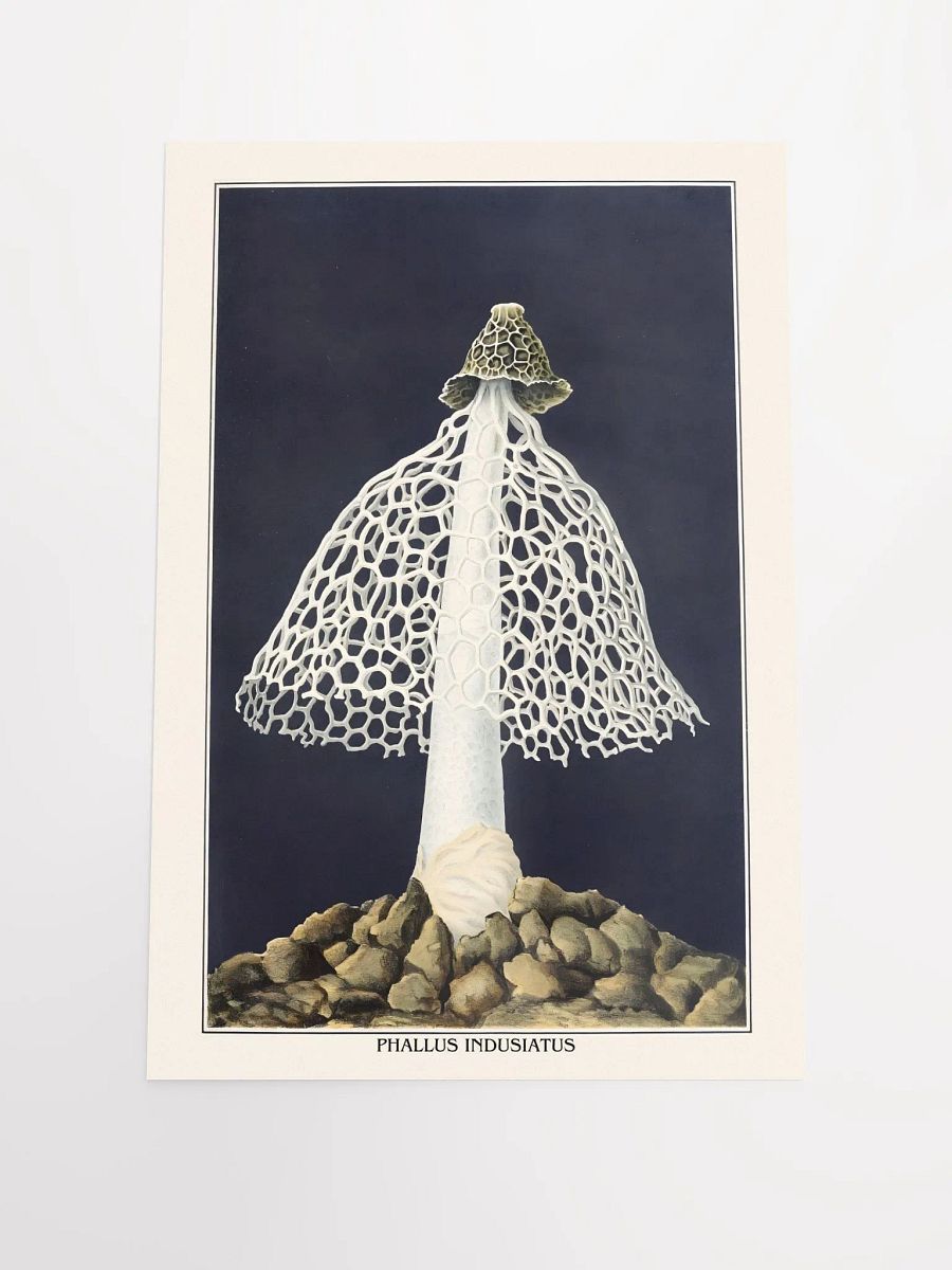 Phallus Indusiatus Poster product image (4)