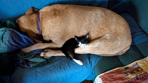 You gotta be kitten me! How cute are they?!?