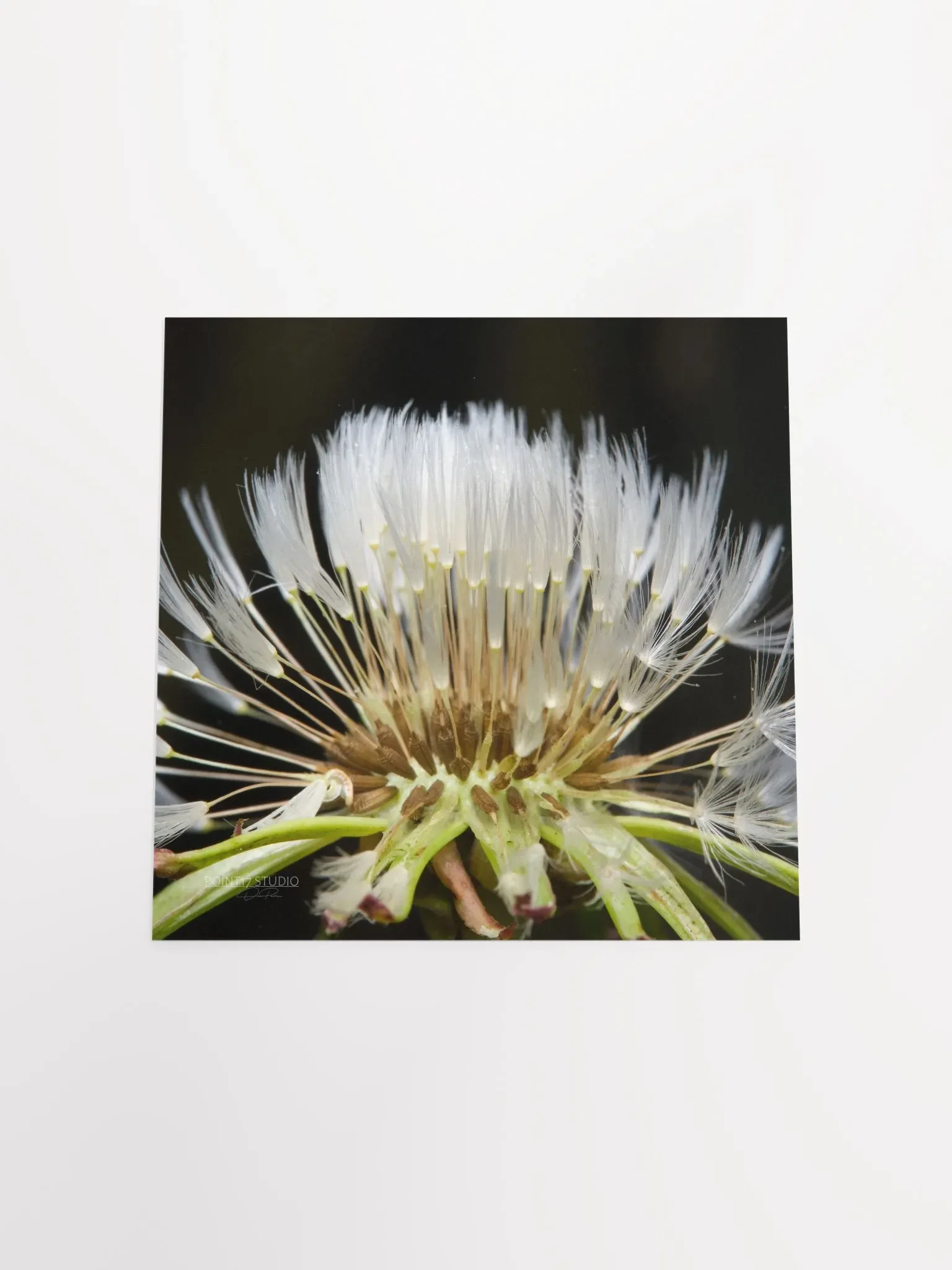Dandelion #10 - Print product image (11)