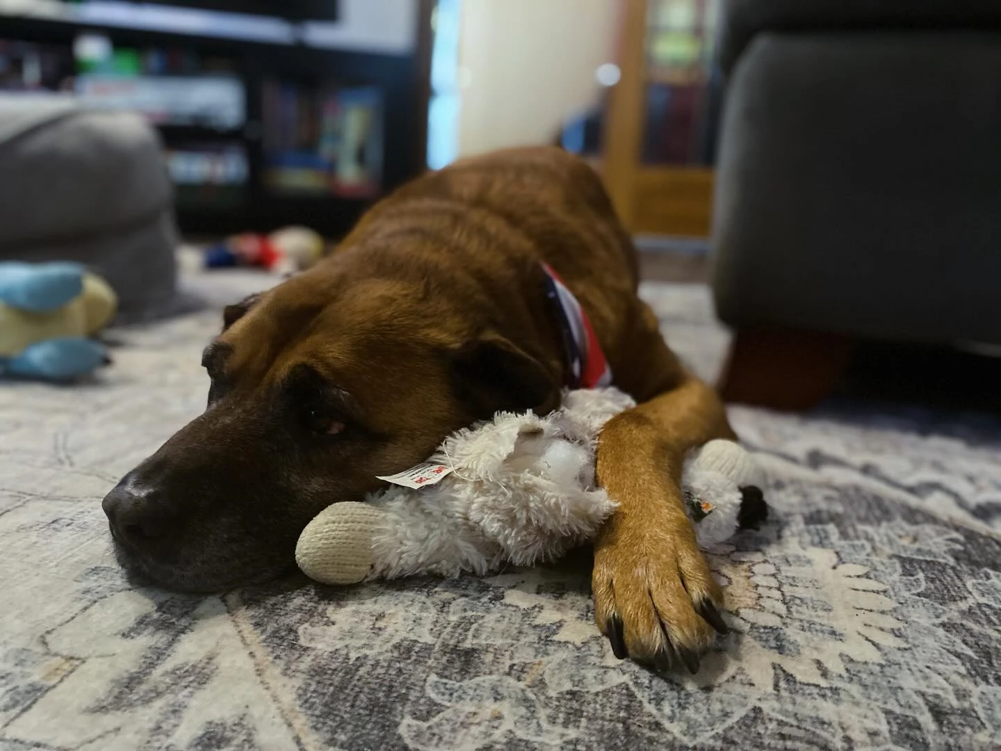 Lambchop napping 💤