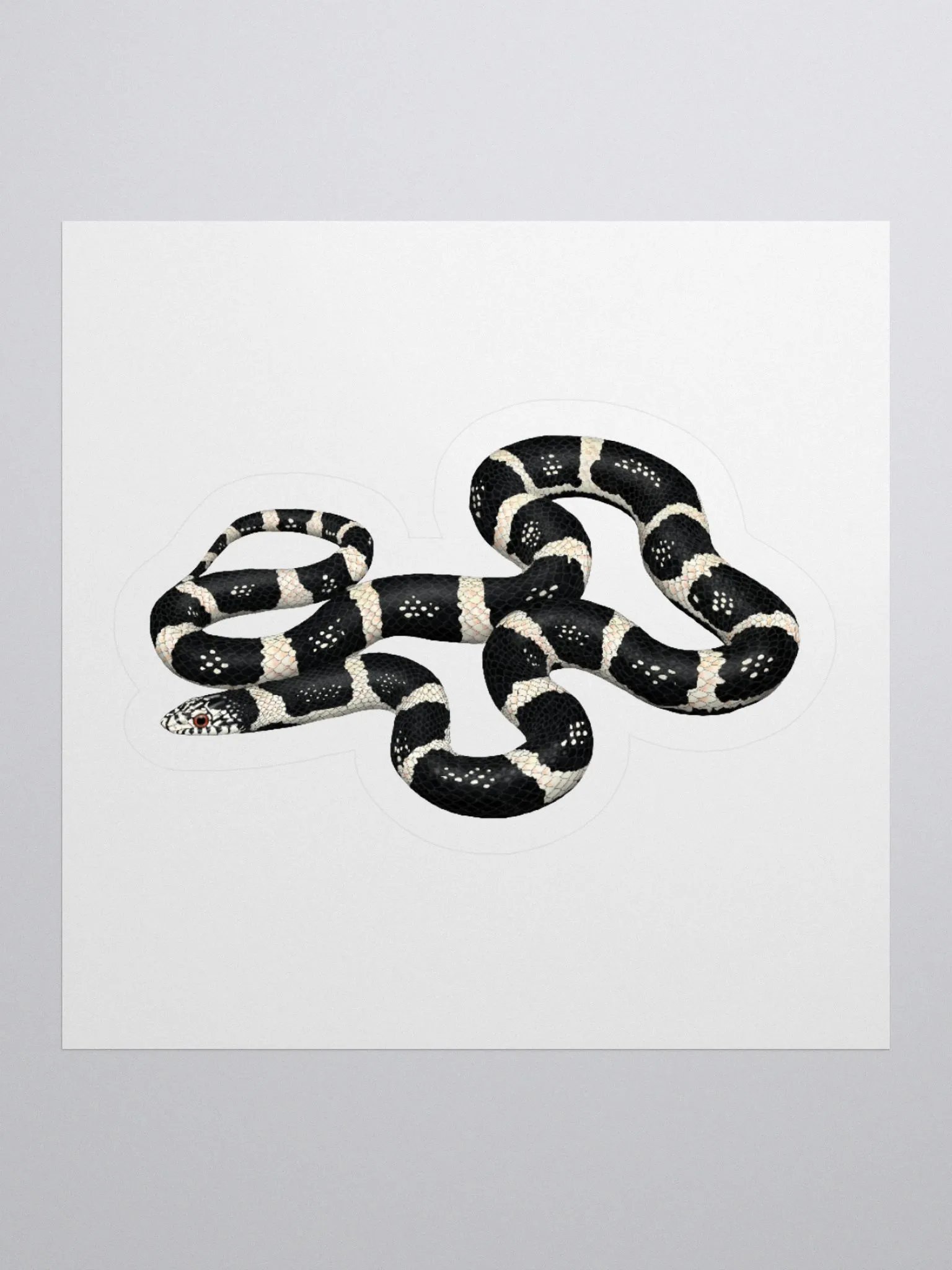 Die-Cut Sticker – Longnosed Snake Clarus Phase product image (1)