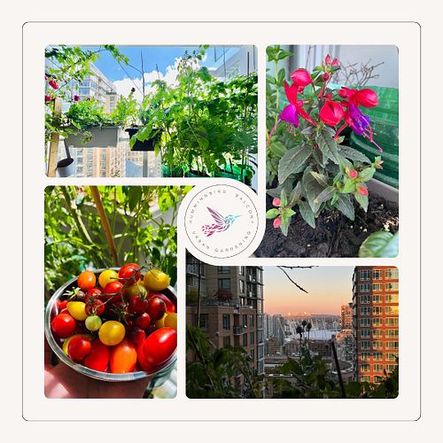 🌿 Just some sweet shots of my balcony! Welcome to Hummingbird Balcony Urban Gardening, where my plants grow strong, my tomato...