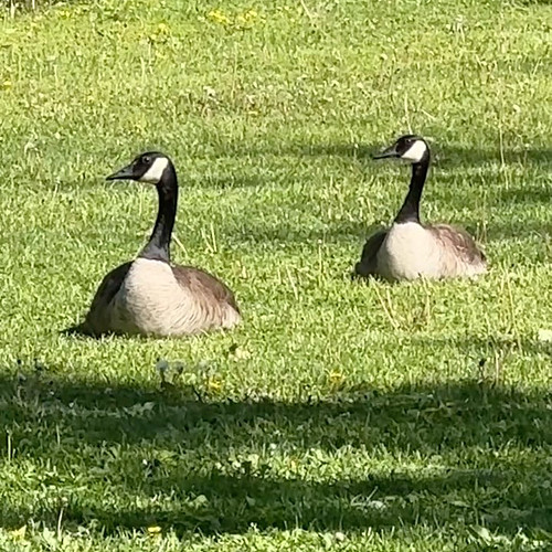 Today's cute animal couple: These Canada Geese are letting a third-wheel hang out. #relationshipgoals #cuteanimals #ottawa #b...