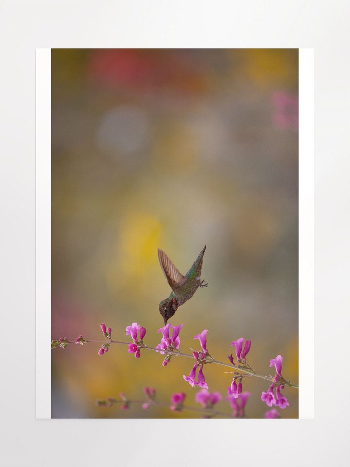 Print - Anna's Hummingbird product image (1)