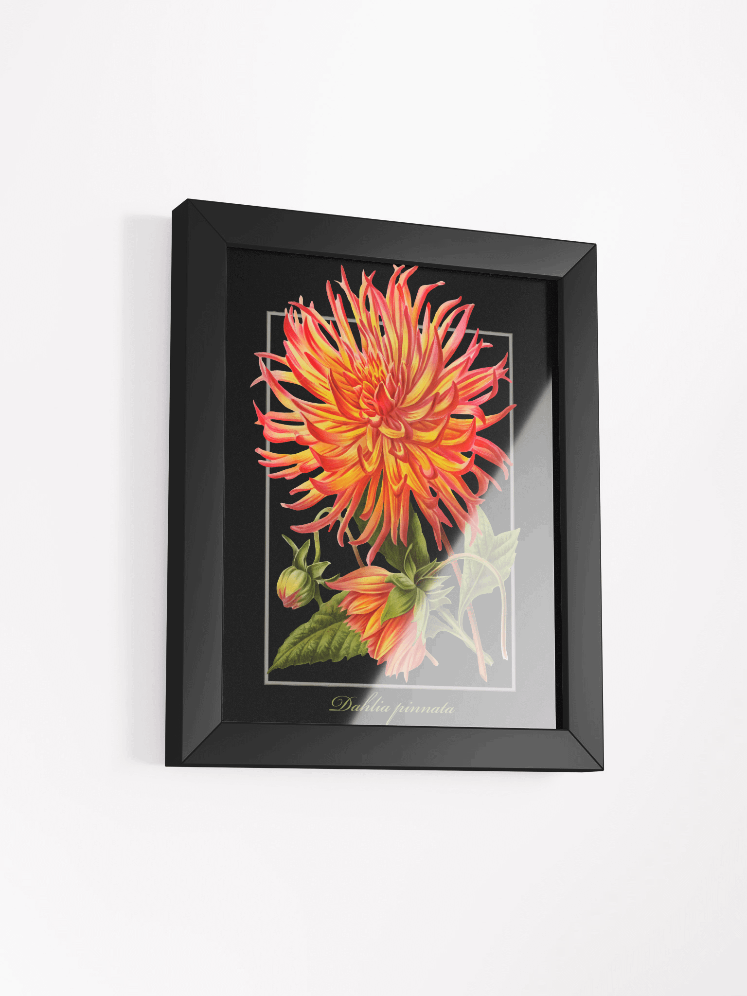 Cactus Dahlia Framed Matte Poster product image (19)