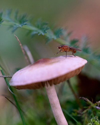 Time for a meal

Phaonia pallida, the muscid fly or orange muscid fly, is a species of fly that lives in the forest and fores...