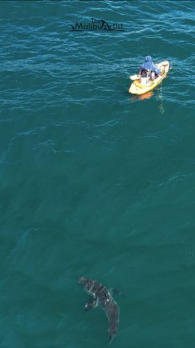 A kayak fisherman is unknowingly tailed by a white shark. Two sharks pursued the kayak momentarily before losing interest. Th...
