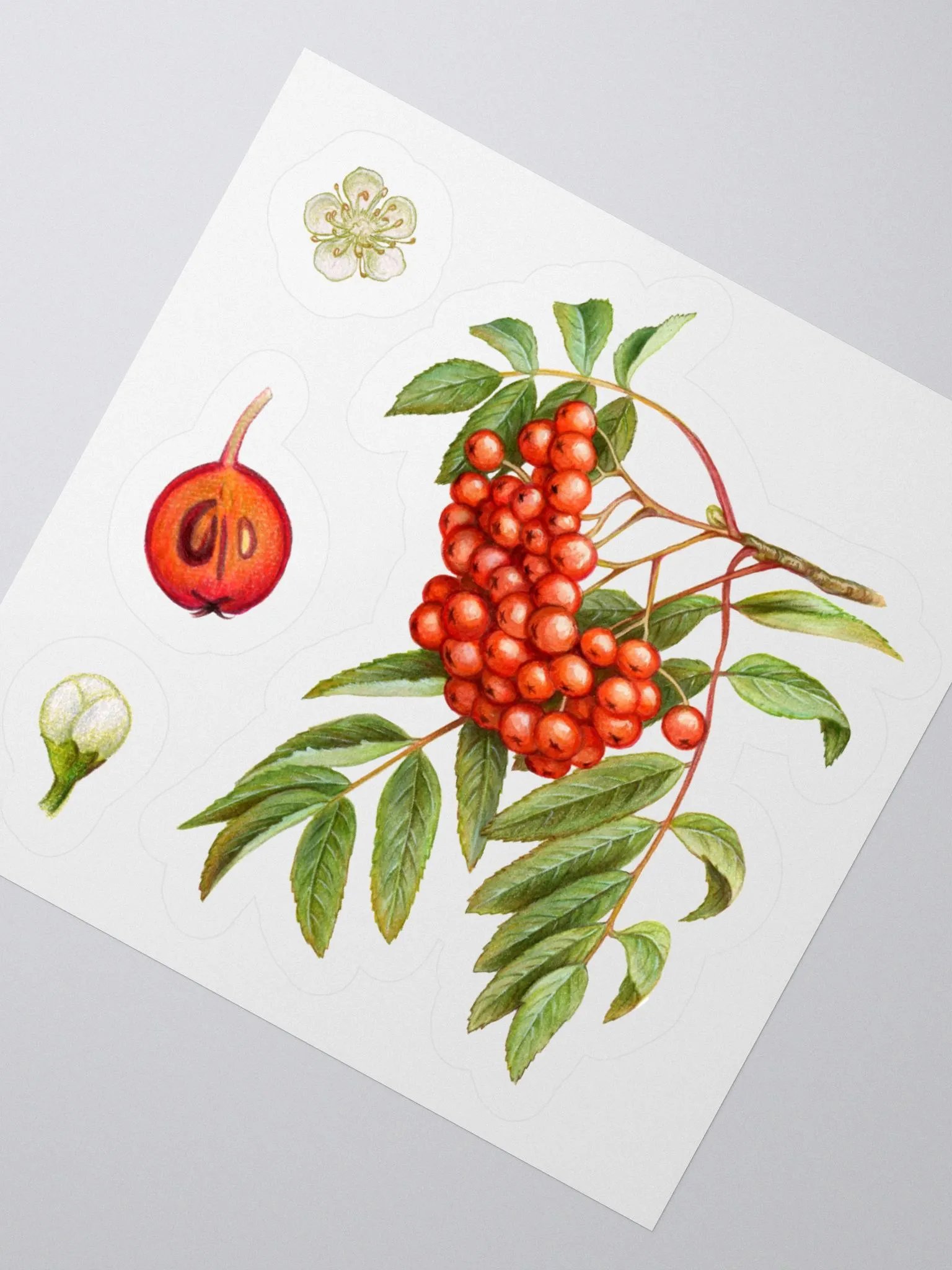 Rowan plant stickers product image (3)