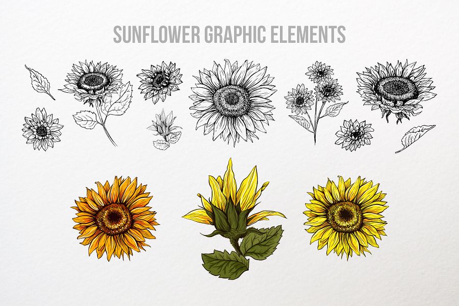 Sunflower Seamless Pattern Bundle, Sunflower Clipart, Autumn Digital Papers Line Art product image (8)