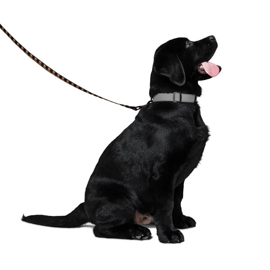 Dog Leash product image (4)