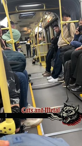 Where is he going? 

Wanna hear your own song or see your own cat in our highly viewable posts, dm us «WANT TO GET VIRAL» to ...