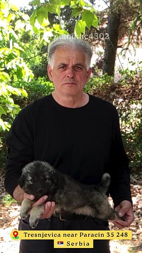 🐾 Sarplaninac Puppies FCI 4302 (dog photo reel) ❤️

#sarplaninac #malepuppy #raredogbreed #puppypictures #slideshowvideo #fem...